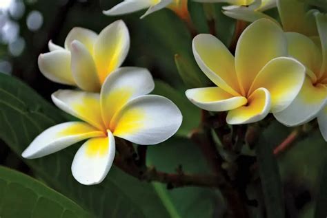 what does frangipani smell like.